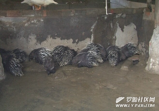 罗源县霍口畲族乡岐峰山水豪猪养殖基地