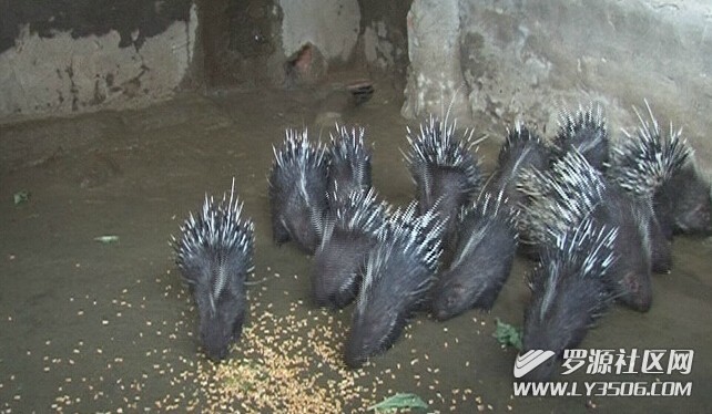 罗源县霍口畲族乡岐峰山水豪猪养殖基地